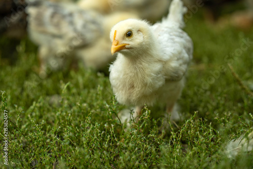 Foto A small yellow chick is exploring the green grass