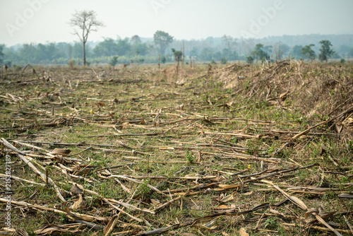Landscape of field with dry trees and parched soil, natural disaster caused by prolonged drought, lack of rain and irrigation, destruction of fertile lands and wild meadows, crop failure at farmlands.