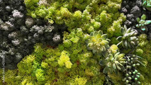 serene succulents and moss growing in a natural outdoor environment with a top-down perspective, showcasing organic materials and vibrant green and yellow colors.