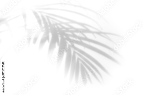 Shadow of tropical leaves on transparent background, png