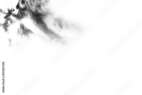 Shadow of plant with leaves on transparent background, png