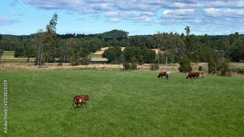 Single cow walking towards a group of cows in a green field from a high angle