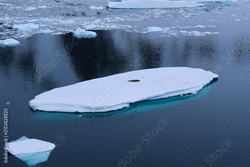 Konstfotografi Seal sleeping flat ice floe calm antarctic water solitude