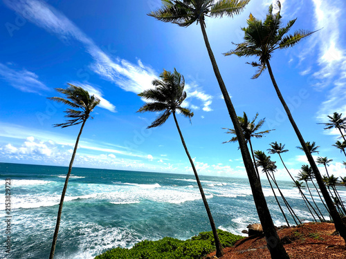 Blue Sky with Beach with Palm Trees Blue Ocean and Sunny Sky Paradise Travel Landscape