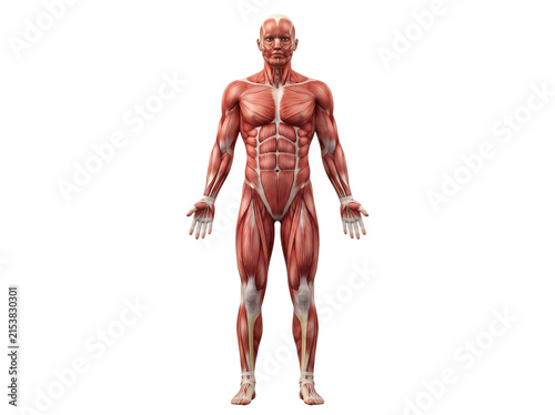 Full body human muscular system anatomical model showing detailed skeletal muscle structure in an upright standing position transparent background