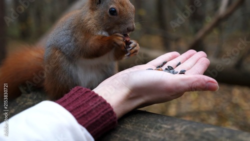Foto Wild fluffy squirrel taking nuts from female arm and gnawing it outdoor