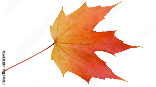Quadro su tela Single vibrant orange and red maple leaf with delicate veins, isolated on transp