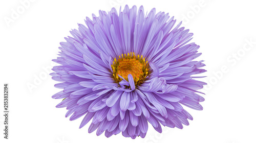 Fotografie Vibrant purple aster flower with yellow center, isolated on transparent backgrou