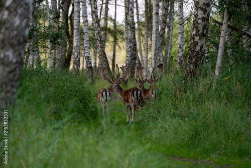 Two fallow deer bucks facing forward in tall grass near birch woodland