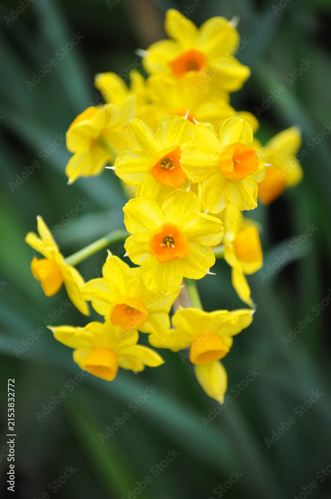 Fototapeta premium Yellow daffodils, Narcissus papyraceus or Narcissus tazetta