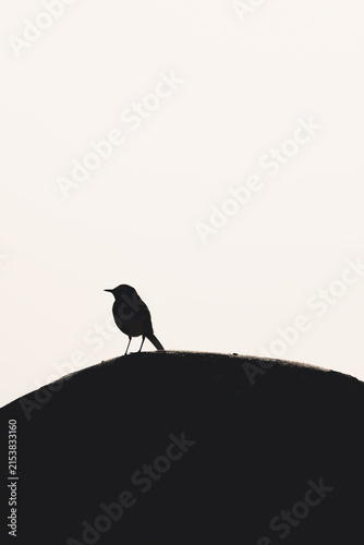 Fotografía View of a bird silhouette perched on a rounded surface against a bright sky in Vormsi, Laane County, Estonia