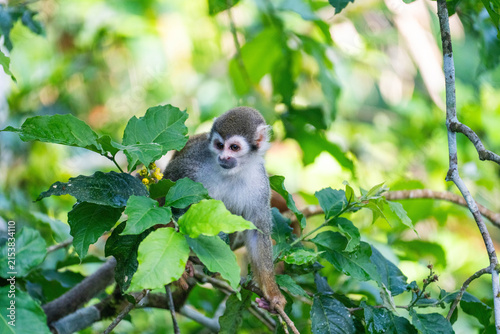 Sticker Ecuadorian squirrel monkey (Saimiri cassiquiarensis macrodon) in a leafy tree,