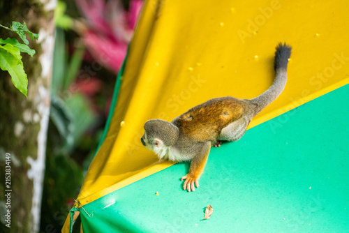Cuadro en lienzo Ecuadorian squirrel monkey (Saimiri cassiquiarensis macrodon) on a shade umbrell