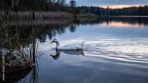 White cock duck gliding across a still lake at dusk beside dark reeds