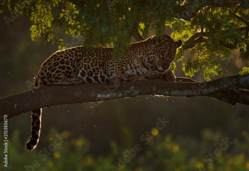 Jaguar, Panthera onca, wild adult big cat resting with eyes closed on a tree branch, backlit golden light filtering through forest canopy, South American rainforest, near threatened apex predator