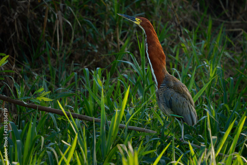 Rufescent Tiger-Heron, Tigrisoma lineatum, wild adult heron standing watchful in tall reed grass of a South American marsh, golden evening light, chestnut plumage and sharp bill, wetland wading bird