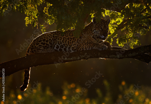 Jaguar, Panthera onca, wild adult big cat lying on a tree branch with chin resting on paws, alert gaze toward the camera, backlit forest light, South American rainforest, near threatened apex predator