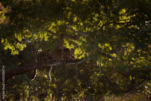 Jaguar, Panthera onca, wild adult big cat sleeping curled on a tree branch, tail hanging below, dappled shade of dense forest canopy, South American rainforest, near threatened spotted apex predator