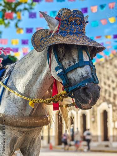 View of a white horse wearing a straw hat and blue bridle, decorated with colorful papel picado flags in the background in Izamal, Yucatan, Mexico.