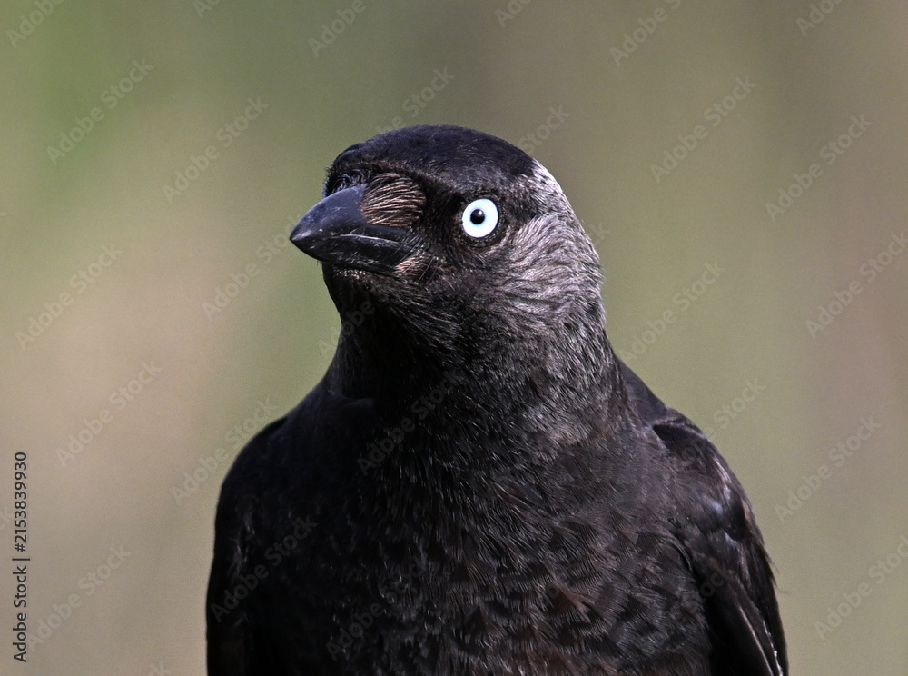 Obraz premium a rook perched freely on a branch