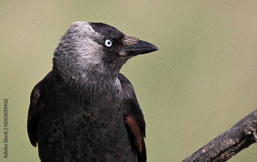 Obraz premium a rook perched freely on a branch