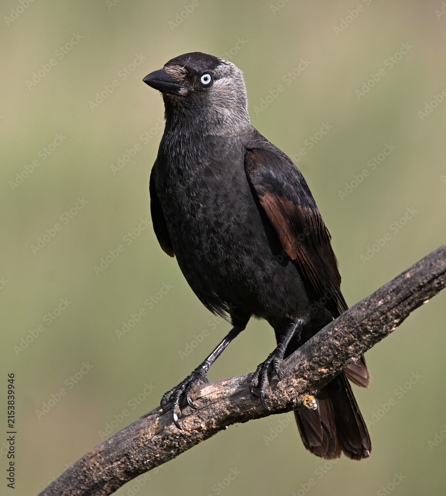 Obraz premium a rook perched freely on a branch