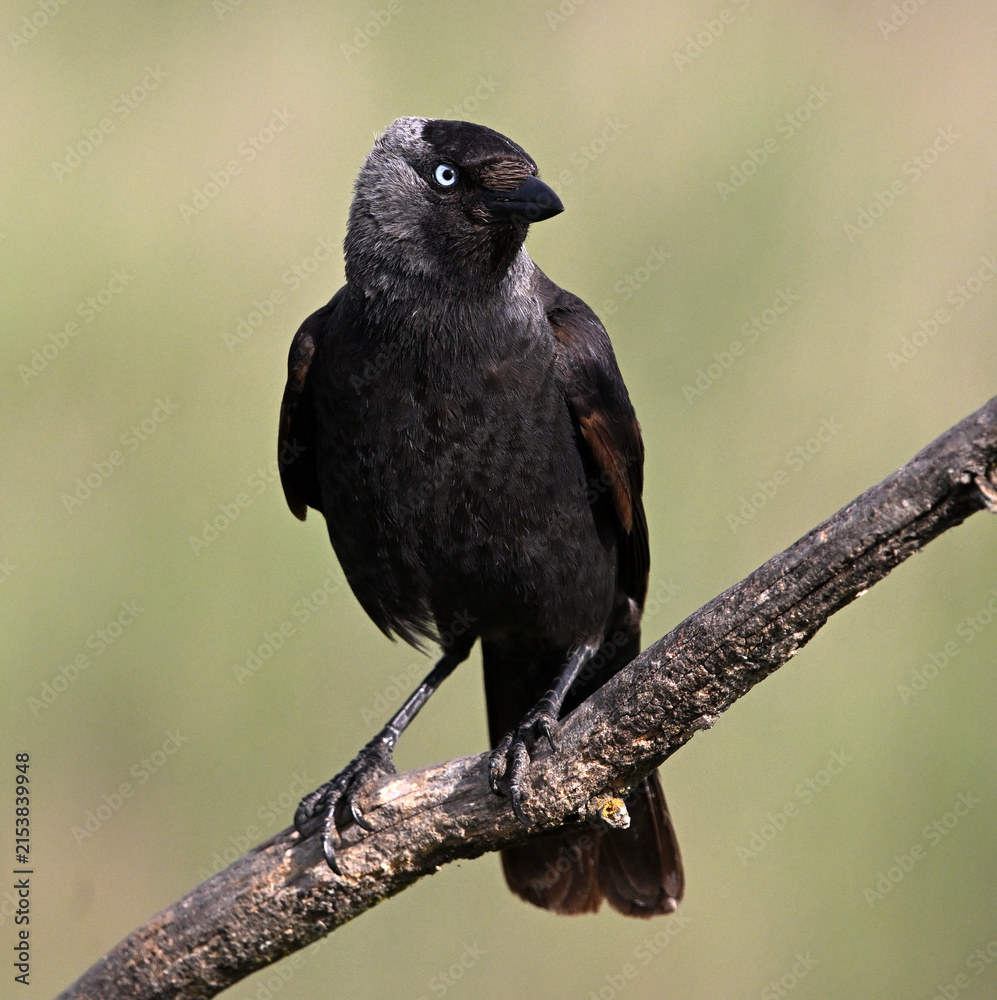 Obraz premium a rook perched freely on a branch