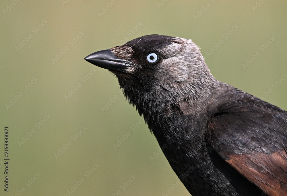Obraz premium a rook perched freely on a branch