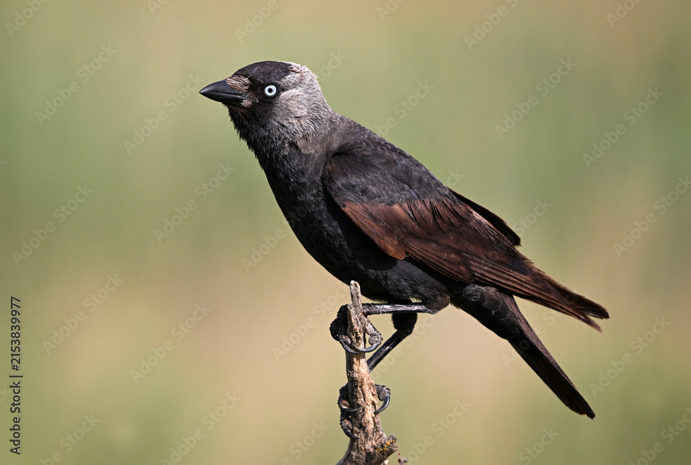 Obraz premium a rook perched freely on a branch
