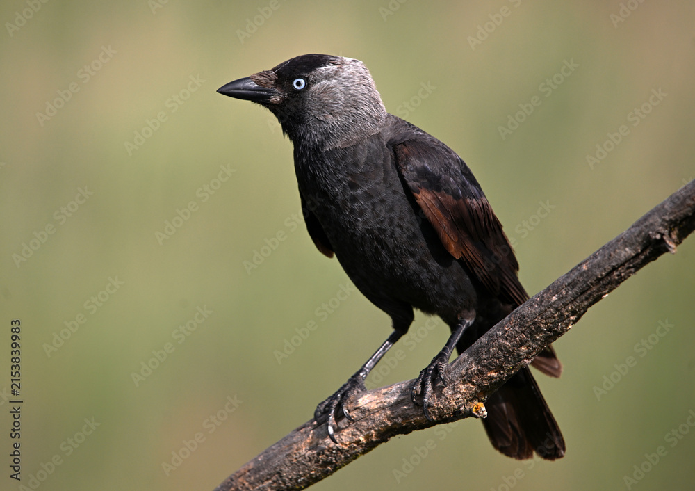 Obraz premium a rook perched freely on a branch