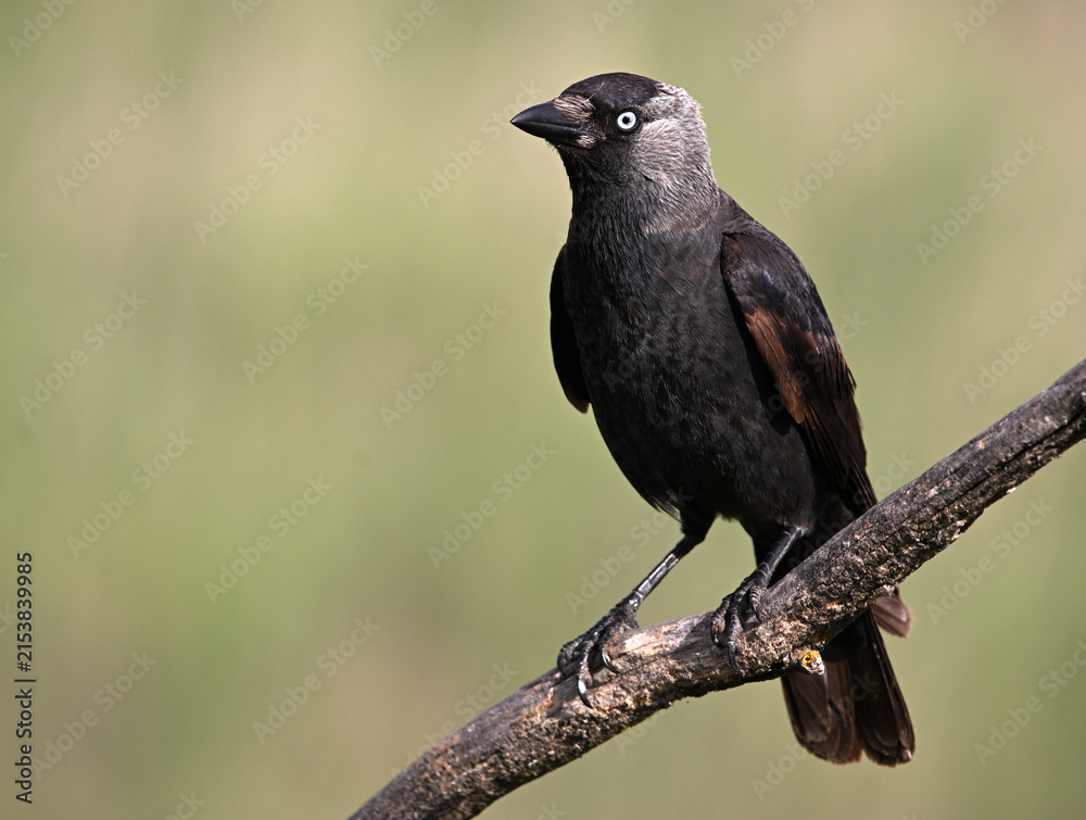 Obraz premium a rook perched freely on a branch