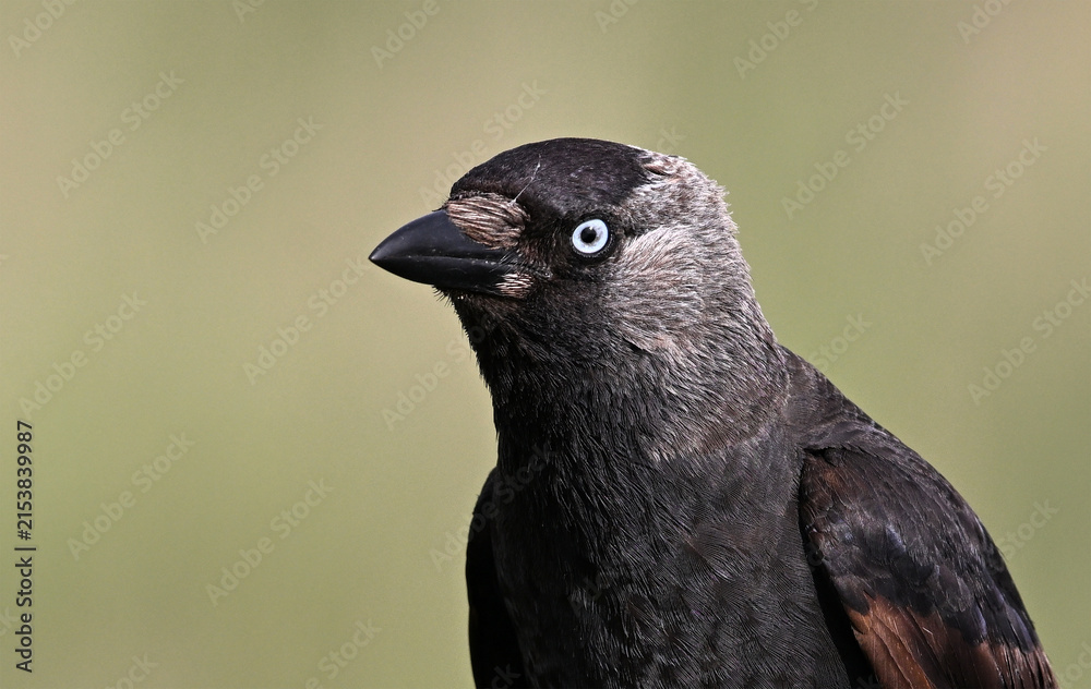 Obraz premium a rook perched freely on a branch