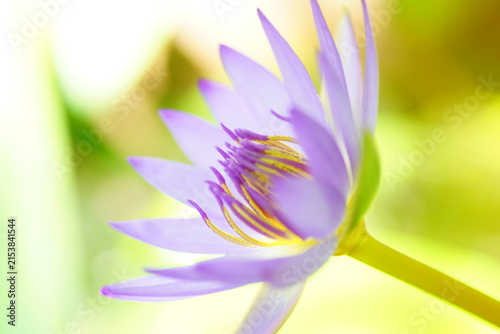 Fotografie 水面に可憐に咲くスイレンの花