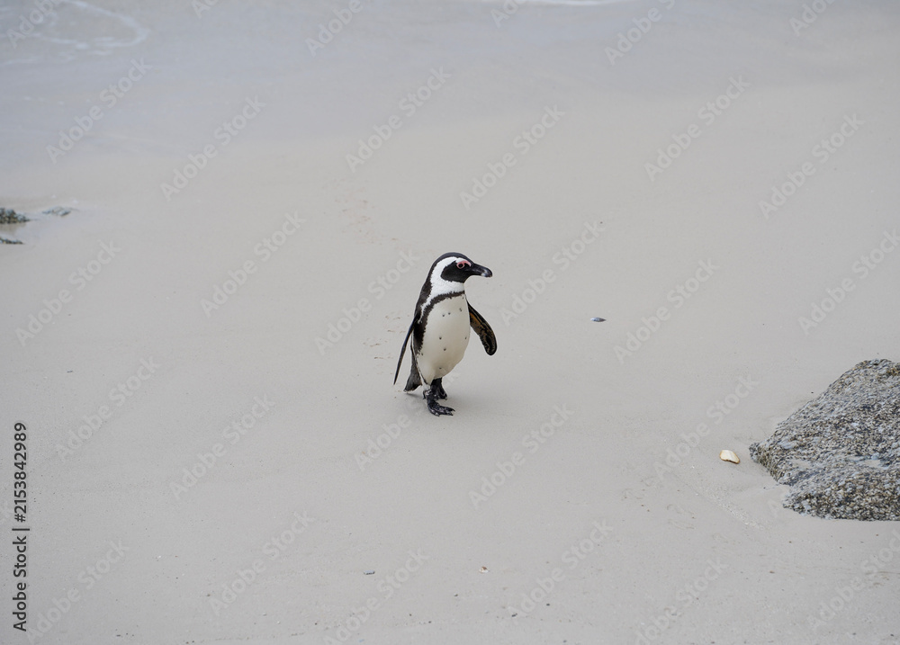 Fototapeta premium Penguin - Boulders Beach