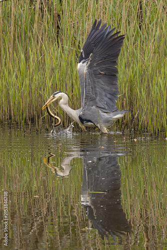 A grey heron, Ardea cinerea, with raised wings catching a large eel, Anguilla anguilla, in the water, with a perfect reflection in the water