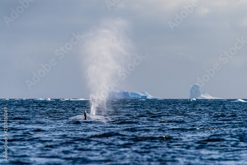 Konstfotografi Close-up of the lateral fin of a sleeping Humpback Whale -Megaptera novaeangliae