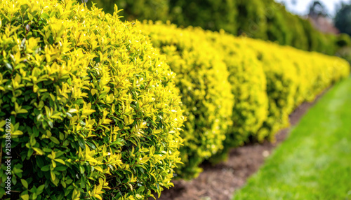 Boxwood hedge trimmed into perfect round shapes lining a bright green garden path during a sunny spring afternoon day