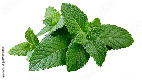 Fresh green mint leaves aromatic herb for culinary use, isolated on transparent background