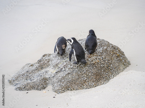 Cuadro en lienzo Penguin Trio - Boulders Beach