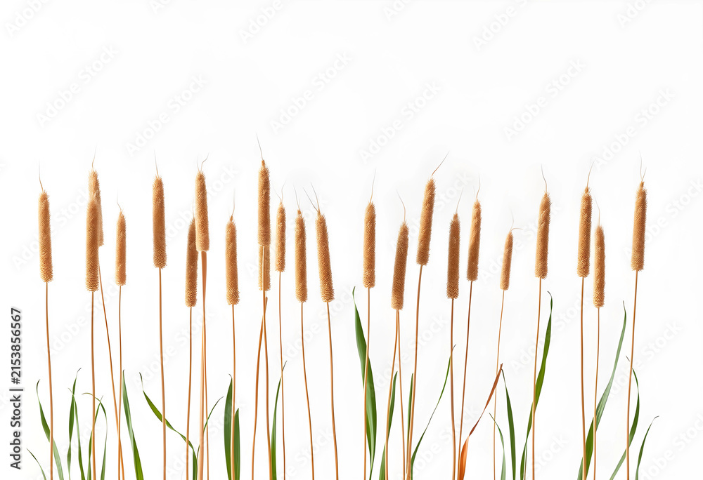 Obraz premium Golden millet stalks with green leaves agriculture and harvest concept natural grain food ingredient isolated on a white background