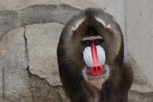 見つめるオスのマンドリルの顔のアップ
