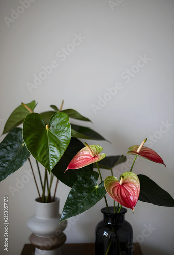Anthurium plant with heart ...