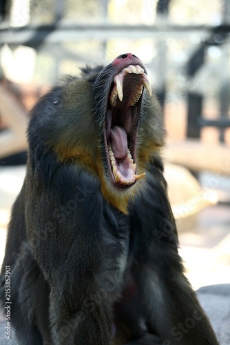 鋭い牙を見せ大きなあくびをするマンドリル