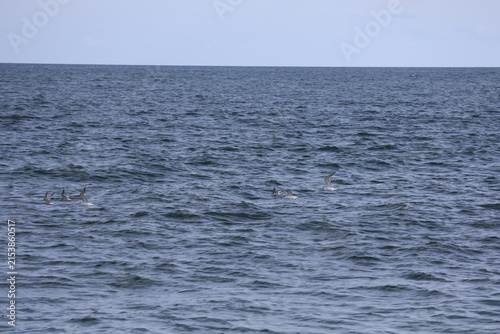 Sandpipers and seagulls take flight over the coast of Cape May New Jersey.