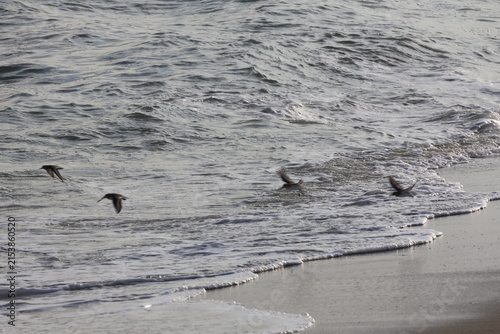 Sandpipers taking to the sky along the shoreline of Cape May New Jersey.