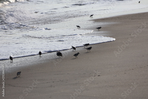 A flock of sandpipers scavenge along the shoreline for food.