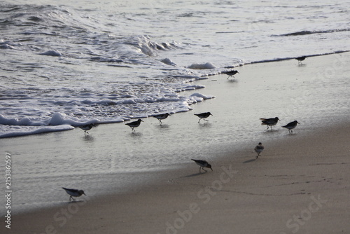 A flock of sandpipers scavenge along the shoreline for food.