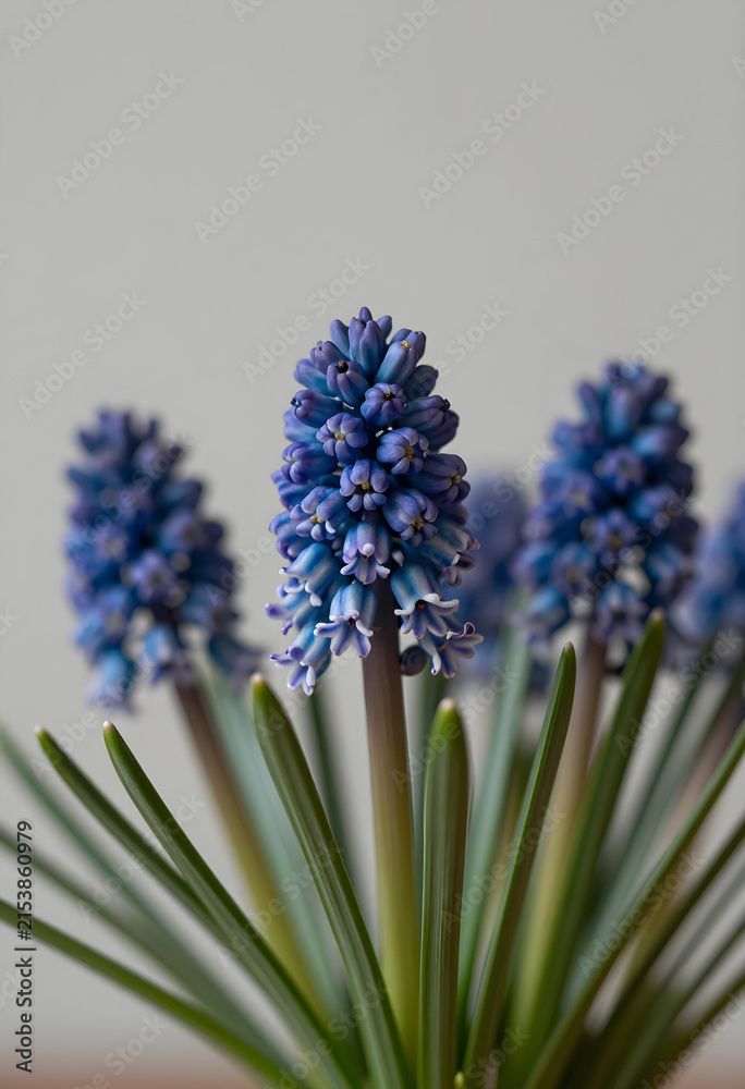 Fototapeta premium Close up of blue grape hyacinth flowers with green leaves, spring season and gardening