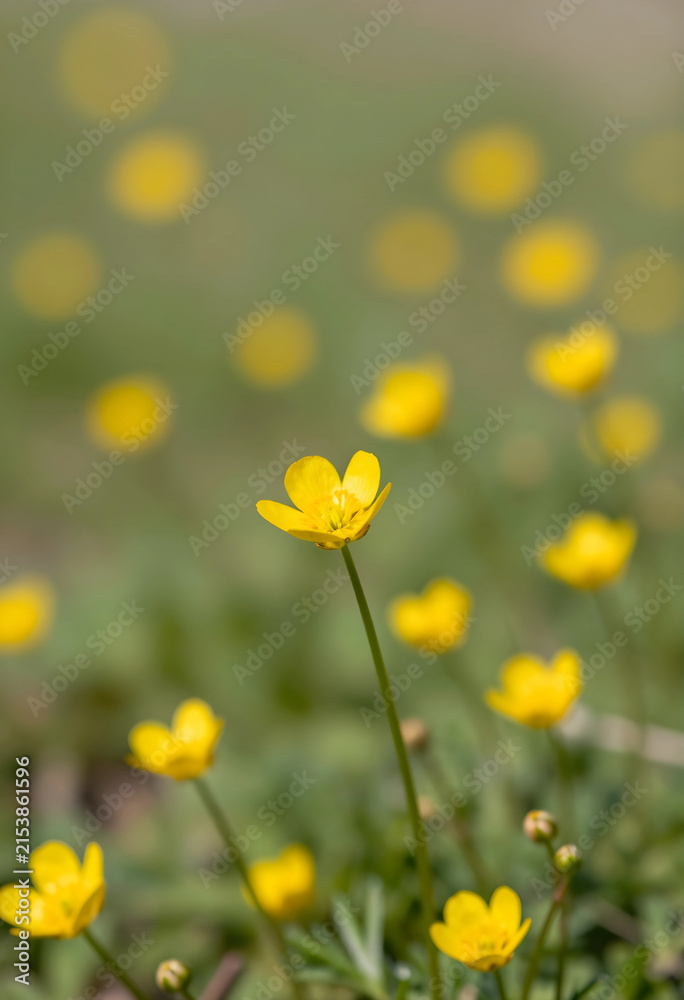 Obraz premium Yellow buttercup flower in a field of green grass with blurred background bokeh, spring nature and growth