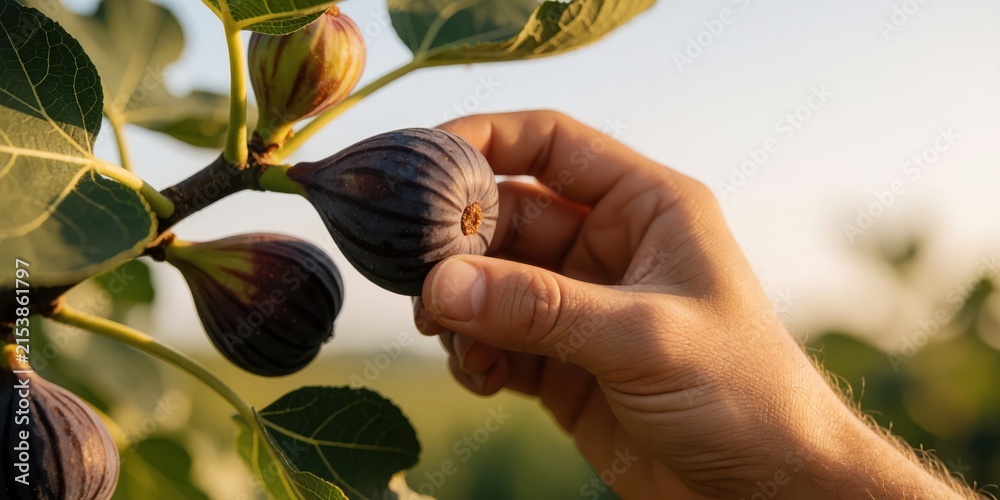 Obraz premium A person harvesting fresh ripe figs from a tree in an orchard during harvest season, representing organic farming and healthy eating
